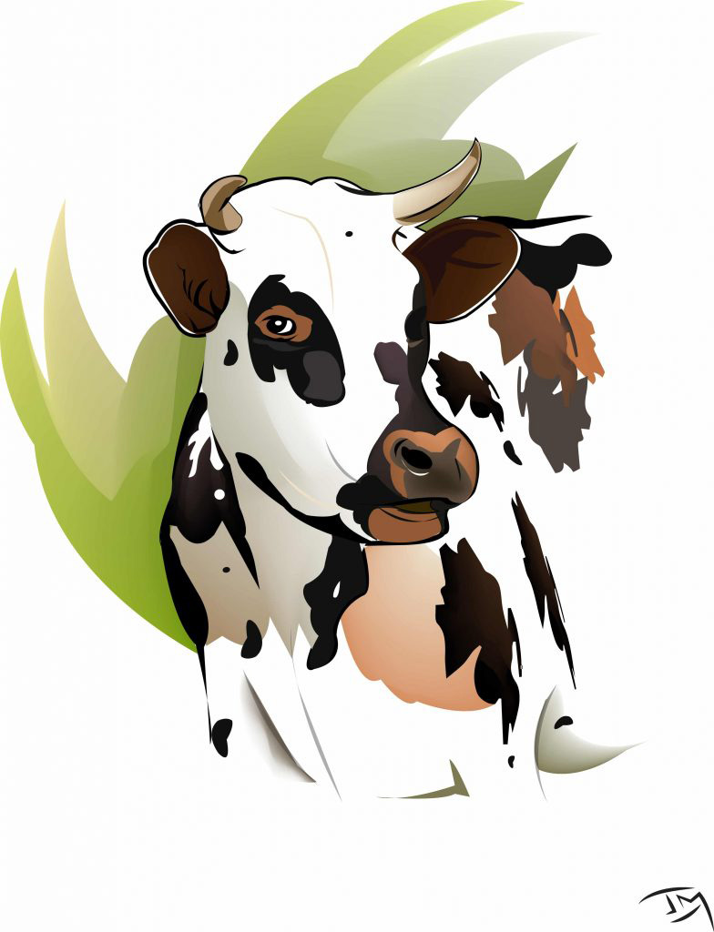 vache-normande-illustration-jumcreation